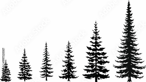 series of coniferous evergreen tree silhouettes on white background high quality