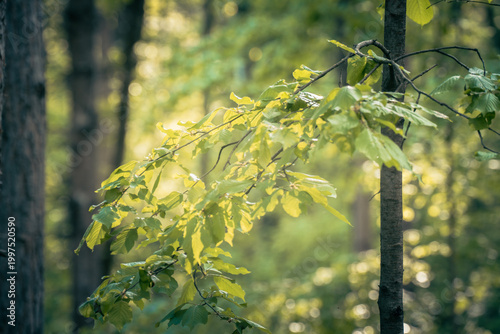 The forest landscape of Montiggl in Eppan in South Tyrol.