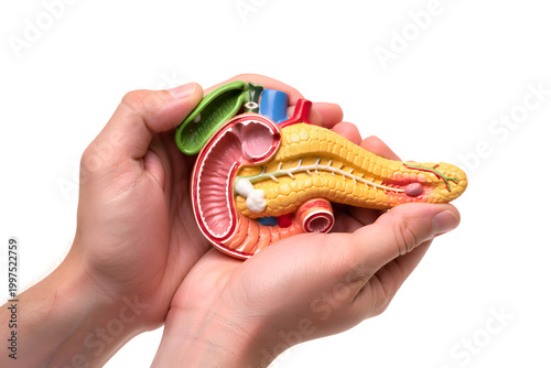 Hands Holding Pancreas Model – Diabetes Awareness and Endocrine Health Concept