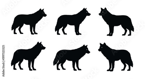 Set of six black wolf silhouettes in various standing profile poses isolated on a white background. Detailed pack of wild predatory canines for nature and wildlife design projects.