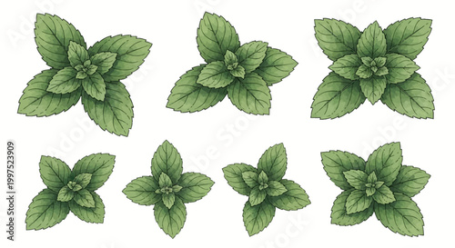 Collection of seven hand-drawn watercolor mint leaf sprigs and fresh green peppermint herb bunches with serrated edges isolated on white background for culinary and herbal design.