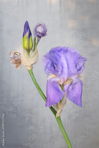 Purple Sweet Iris in Front of a Grunge Cement Background
