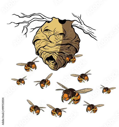 Nid de frelons asiatiques