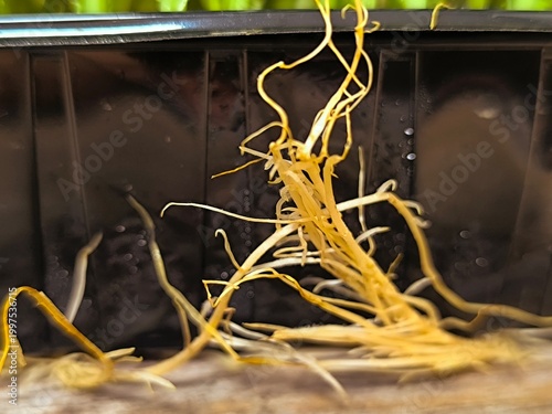 Close-up of microgreens. Healthy eating concept, vegan concept. Home gardening.