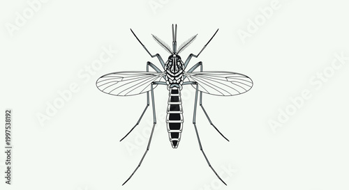 Detailed top-down anatomical illustration of a mosquito insect on a plain light green background for education.