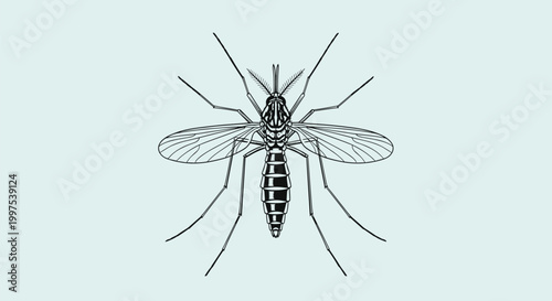 Detailed black and white vector illustration of a mosquito shown from a top-down perspective against a pale blue background.