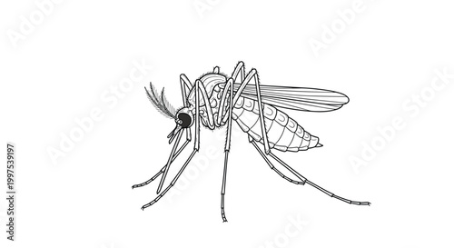 Precise black and white line drawing of a mosquito from a profile view emphasizing its legs, wings, and proboscis.