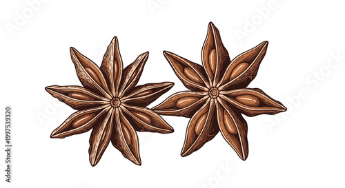 Detailed illustration of two star anise pods showing their characteristic woody texture and internal seeds on a white background.