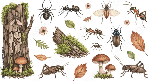 Forest insects vector collection featuring ants beetles spiders grasshoppers mushrooms tree bark leaves and woodland nature illustration set