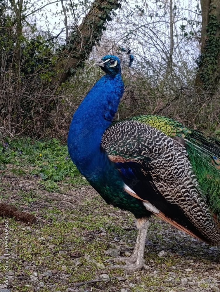 Obraz premium peacock with feathers