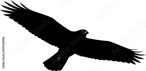Bird of prey silhouette soaring through the open sky