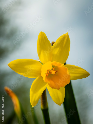 Canvas-taulu Macro view of a vibrant yellow daffodil with a deep orange cup, standing tall ag