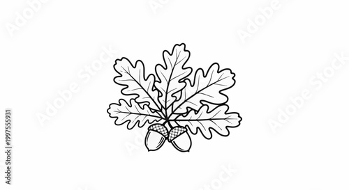 Delicate ink illustration of oak leaves and acorns on a white background