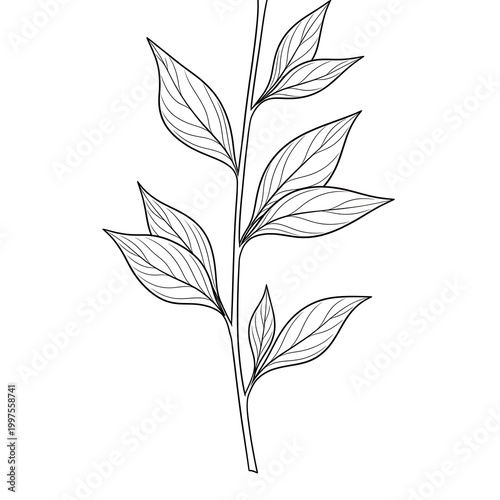 Delicate line art illustration of a sprig with multiple leaves on a white background