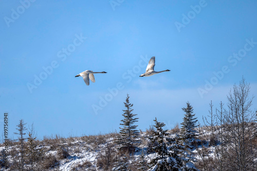 trumpeter swans in flight