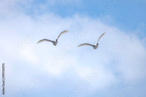 trumpeter swans in flight