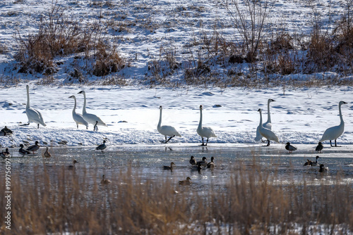 Trumpeter swans and ducks