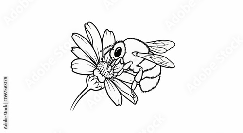 Close-up line drawing of a fuzzy bee collecting nectar from a daisy
