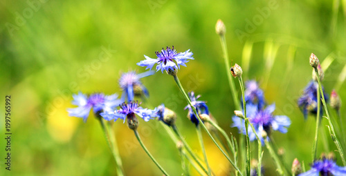 Obraz na płótnie Blue cornflower (Centaurea cyanus) blooms in the field