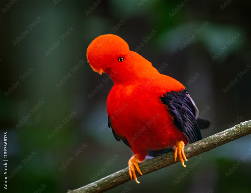 Obraz premium Brilliantly Colored Andean Cock-of-the-rock Perched on Branch in Lush Forest Habitat