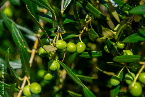 fresh olives on a branch, natural fruit of the olive tree.