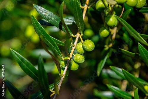 fresh olives on a branch, natural fruit of the olive tree.