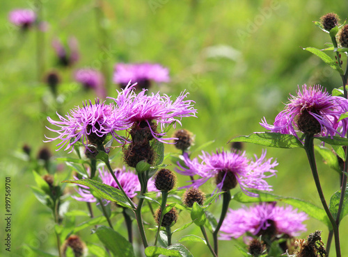 Fotografie Phrygian cornflower (Centaurea phrygia) grows in nature