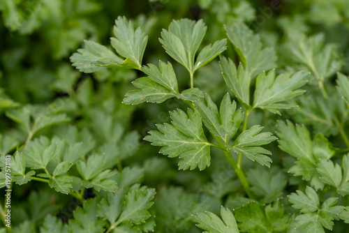 Fresh curly parsley close‑up