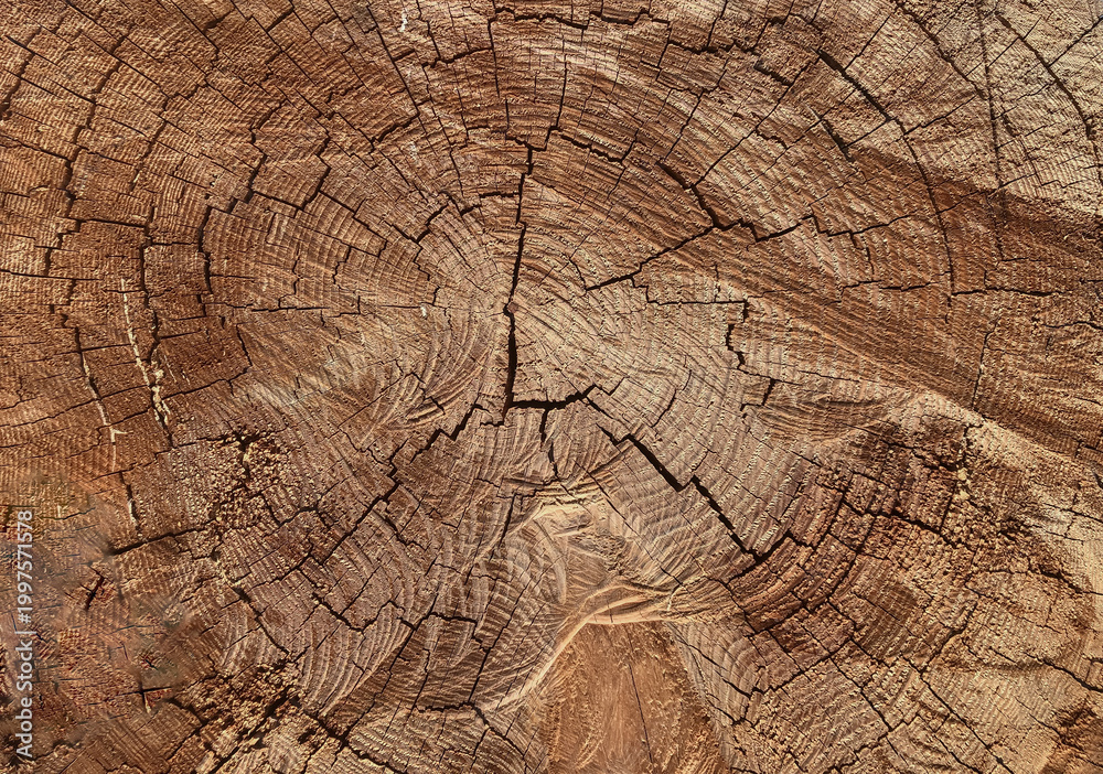 Fototapeta premium Tree Ring Texture Background Showing Natural Wood Pattern and Growth Lines