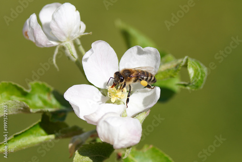 Western honey bee or European honey bee (Apis mellifera), family Apidae on white flowers of the apple tree. Spring, April, Netherlands.