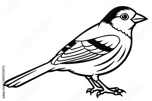 Fotografia finch bird silhouette line art vector illustration with a white background