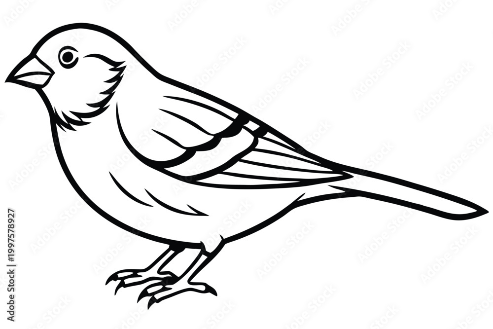 Fototapeta premium finch bird silhouette line art vector illustration with a white background