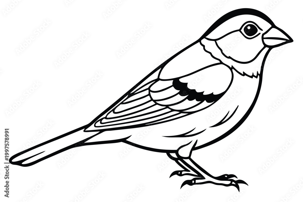 Fototapeta premium finch bird silhouette line art vector illustration with a white background