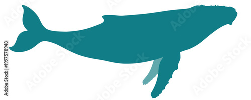 Humpback whale silhouette clipart blue ocean underwater swimming with tail and side view vector on transparent background