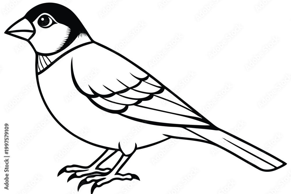 Fototapeta premium finch bird silhouette line art vector illustration with a white background