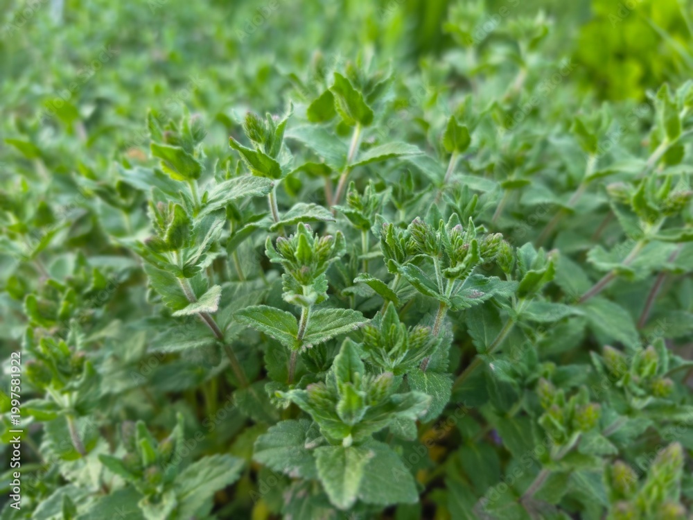 Obraz premium green tea leaves
