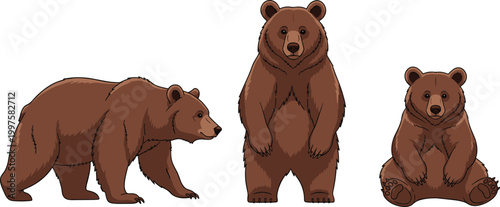 Set of brown bear vector illustrations featuring a grizzly bear in walking, standing, and sitting poses for wildlife, nature, and educational design projects.