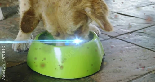 Obraz Eating light-colored dog lowering head into lime-green plastic bowl on tiled porch, paws visible