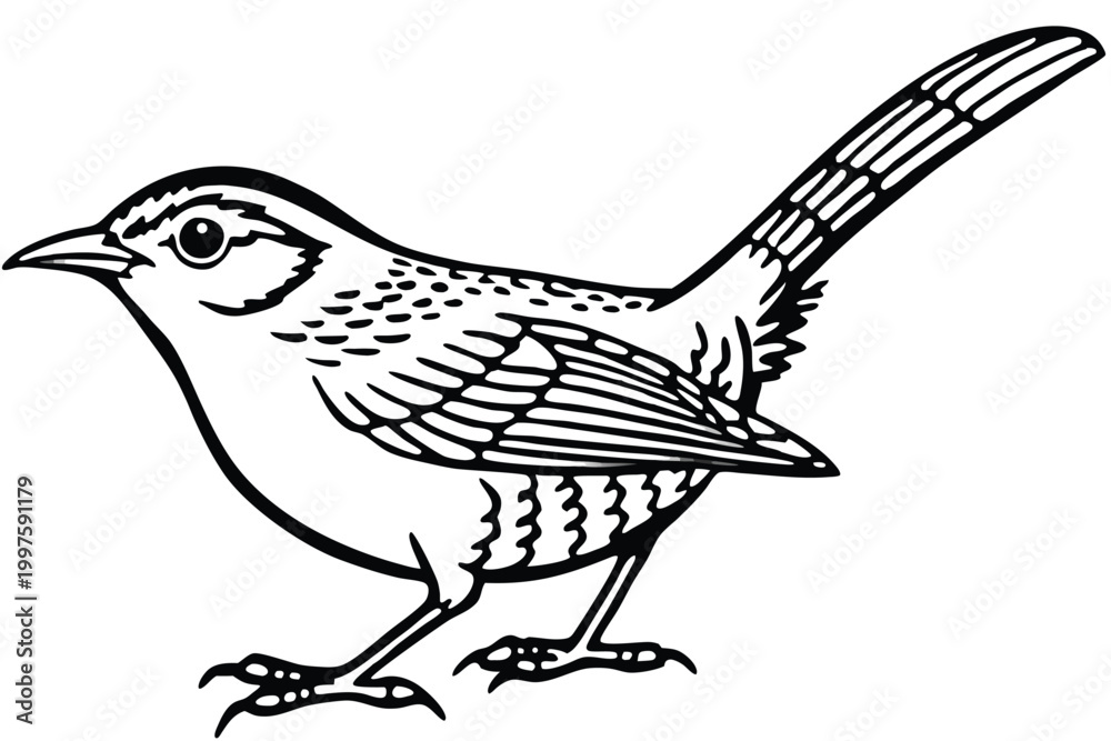 Obraz premium carolina wren bird silhouette line art vector illustration with a white background