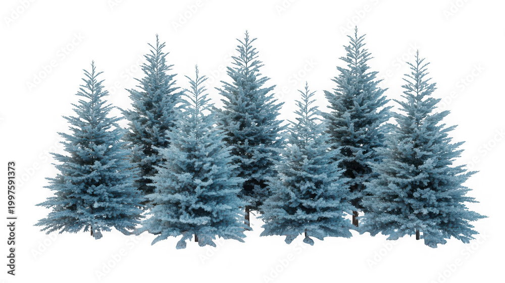 Fototapeta premium Cluster of blue spruce evergreen trees with conical shape and green isolated on transparent background
