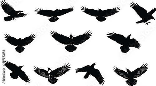 Flying bird silhouette set with spread wings poses, raven and crow shapes isolated on white background vector illustration