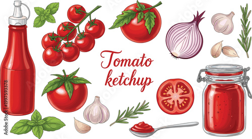 Tomato ketchup ingredients set with fresh tomatoes garlic herbs and sauce bottle, food illustration for cooking and recipe design