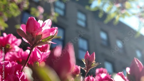 alt pink flowers blossom in front garden of Brooklyn brownstone