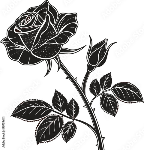 Black rose, thorn stem, floral vector, monochrome illustration, single flower