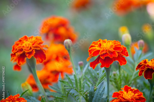 Bright orange-red marigold flowers with buds on blurred green background of summer garden