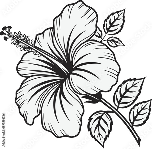 Hibiscus flower, black and white illustration, floral design element, vector graphics