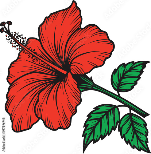 Vibrant red hibiscus flower, tropical bloom, floral illustration, vector graphic
