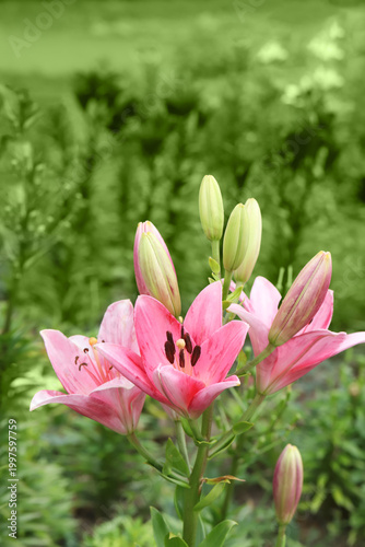 Bright pink lilies and unopened buds in a lush green garden, highlighting del...