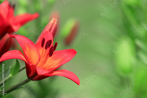 Vibrant red lily bloom photographed close-up showing open petals, dark stamen...
