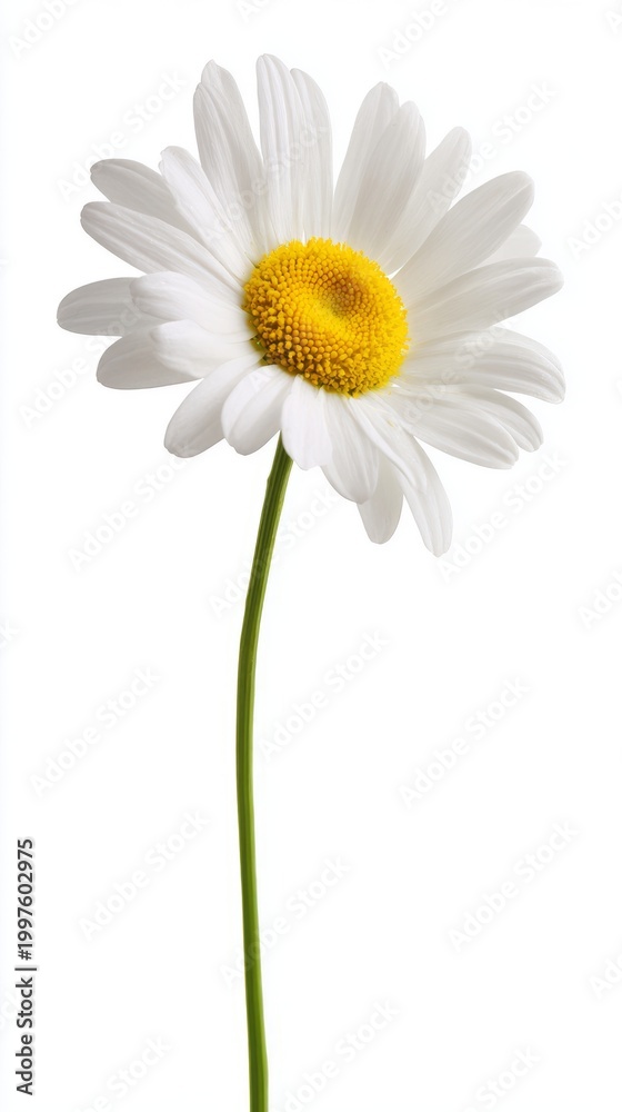Fototapeta premium pistil. A single daisy flower in full bloom with pristine white petals and a bright yellow center. gardening catalogs, home-decor guides, designed for home decor and floral branding. 